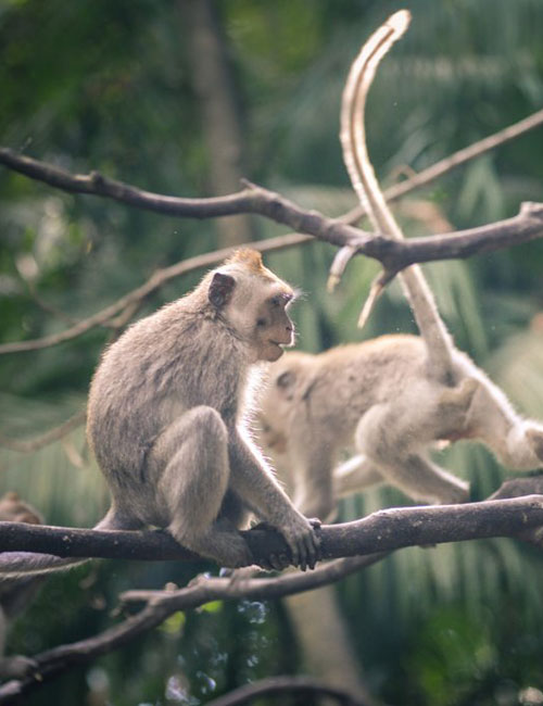 ubud-tours-4