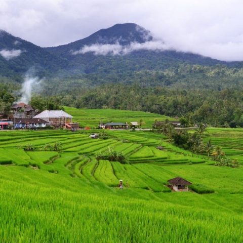 Jati-Luwih-Rice-Field