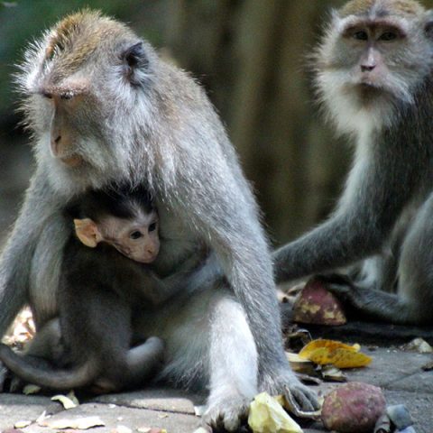 home-ubud-tours