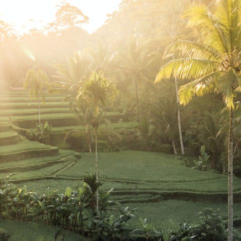 Nadi Bali Trans Bali Private Tour | Transport with Excellent Service Guide and Driver