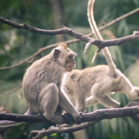 ubud-tours-4